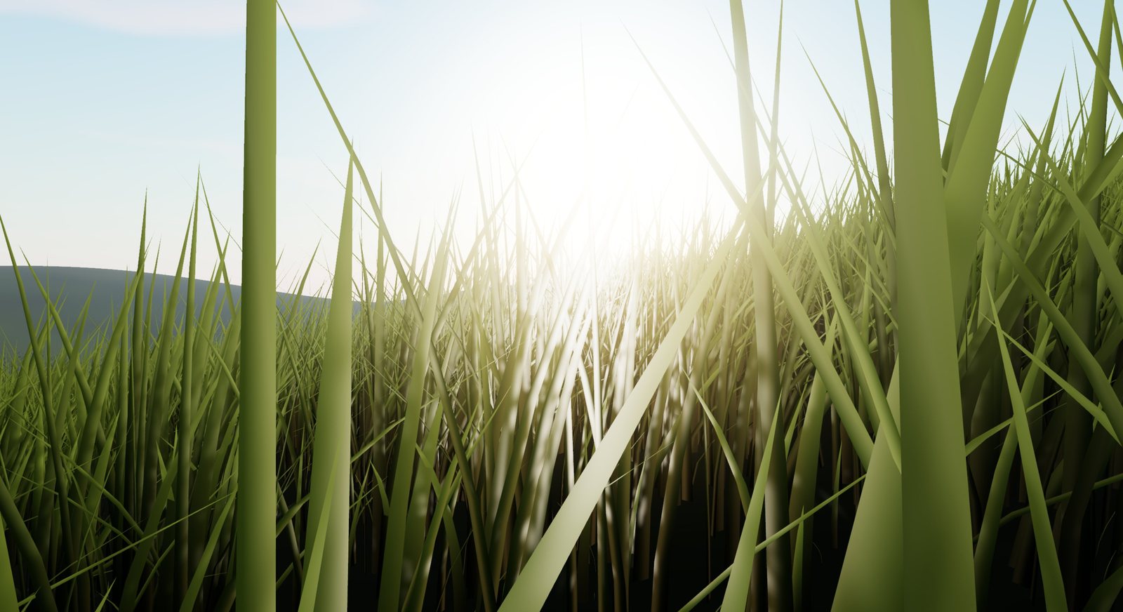 Tall grass back-lit by a low sun